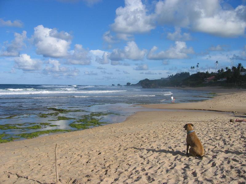 Hotel Round House Bathsheba Exteriér fotografie